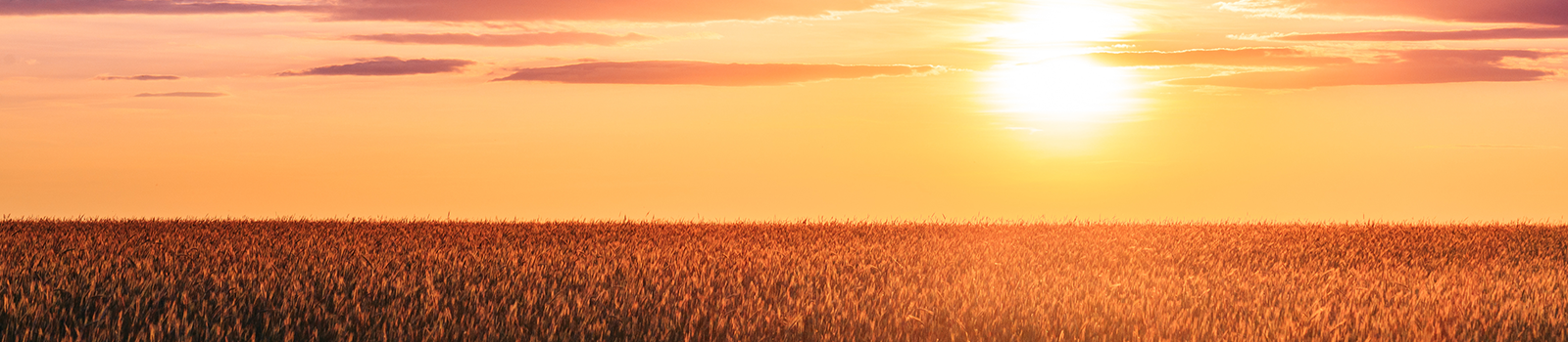 Yellow sunset covered by clouds over wheatfields